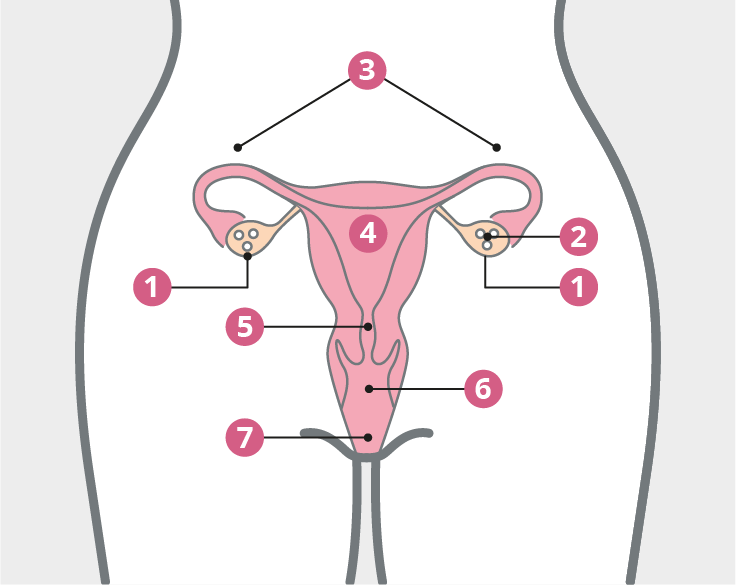 O sistema reprodutivo feminino