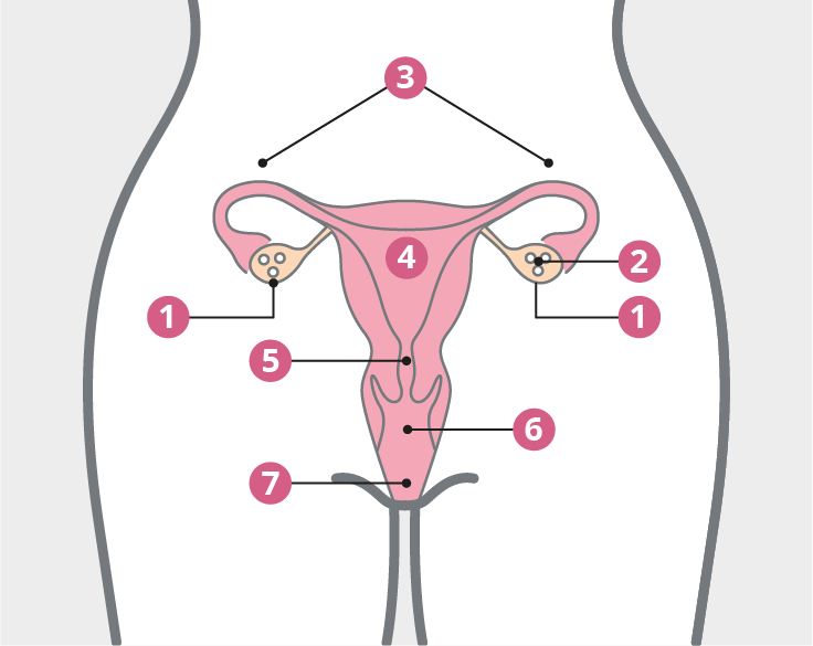 Il sistema riproduttivo femminile